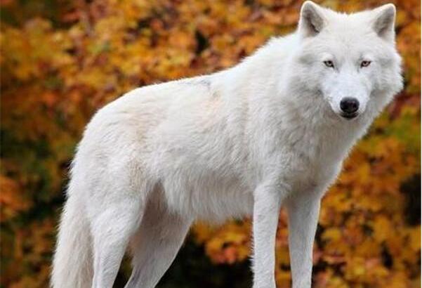纽芬兰白狼：重达70公斤，群体有尊卑次序(1911年灭绝)