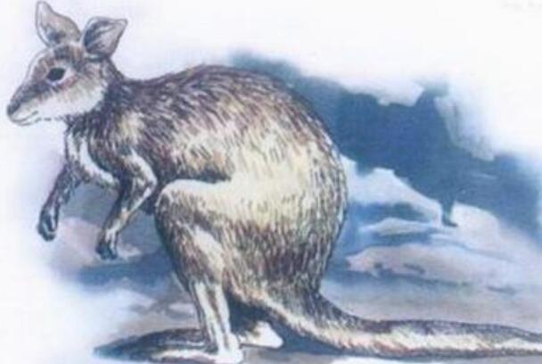 澳米氏弹鼠：形似袋鼠，行动以跳跃为主(1901年灭绝)