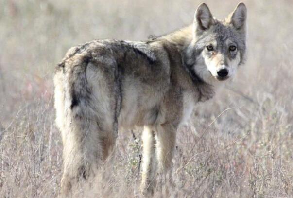 西伯利亚平原狼：哈士奇祖先，奔跑速度快(时速65公里)