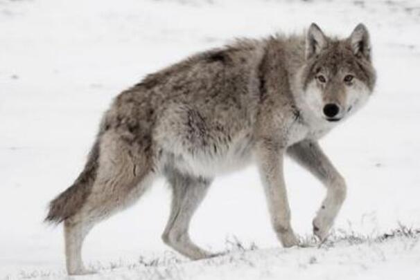 西伯利亚平原狼：哈士奇祖先，奔跑速度快(时速65公里)