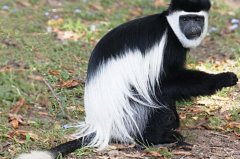 安哥拉疣猴：领土意识强，尾巴比身体长(超过1米)