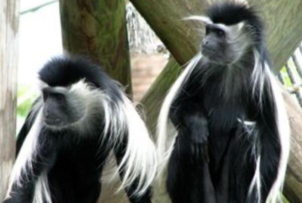 安哥拉疣猴：领土意识强，尾巴比身体长(超过1米)