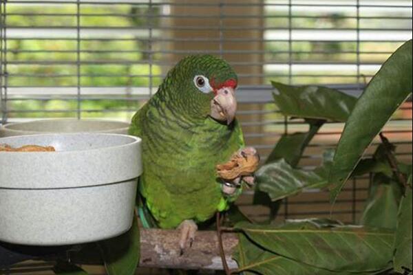 波多黎各鹦鹉:仅生活在波多黎各林区(喜欢在鞣木中筑巢)