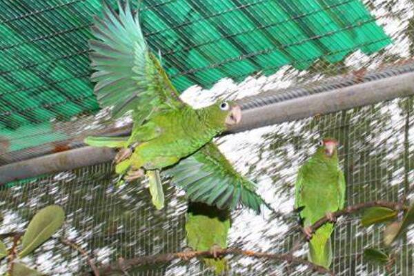波多黎各鹦鹉:仅生活在波多黎各林区(喜欢在鞣木中筑巢)