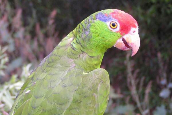 红冠亚马逊鹦鹉:墨西哥的特有种(头顶长有鲜红冠斑)