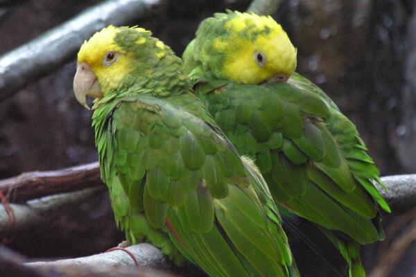 双黄头亚马逊鹦鹉:头顶长有黄色斑(会随着年龄扩散到颈胸部)