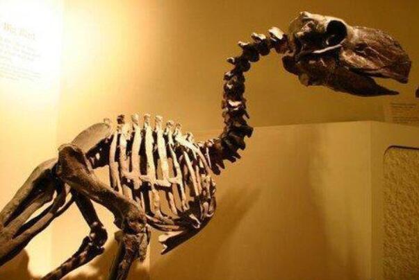 冠恐鸟：重达450公斤，食肉或食素无法判定(已灭绝)