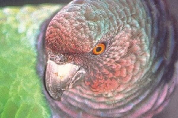 帝王亚马逊鹦鹉:世界最大的亚马逊鹦鹉(体长达50厘米)