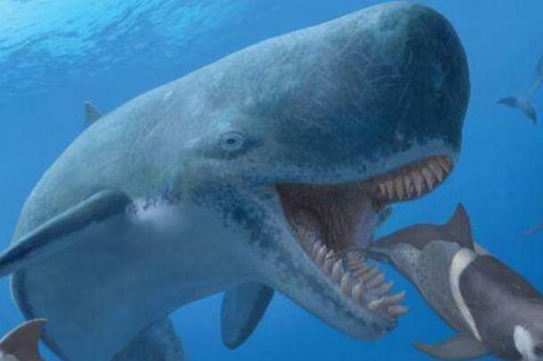 长野鲸：与巨齿鲨抗衡的深海巨兽，群居性(已灭绝)