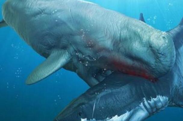 长野鲸：与巨齿鲨抗衡的深海巨兽，群居性(已灭绝)