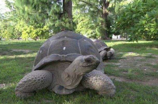 塞舌尔象龟：寿命最长动物，重达270千克(腿像大象的腿)