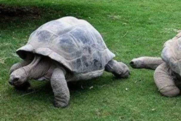 塞舌尔象龟：寿命最长动物，重达270千克(腿像大象的腿)