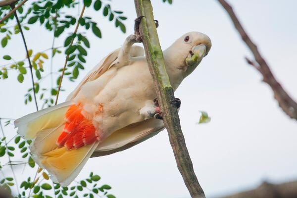 菲律宾凤头鹦鹉:肛门处长有红色斑块(会像羊一样咩叫)