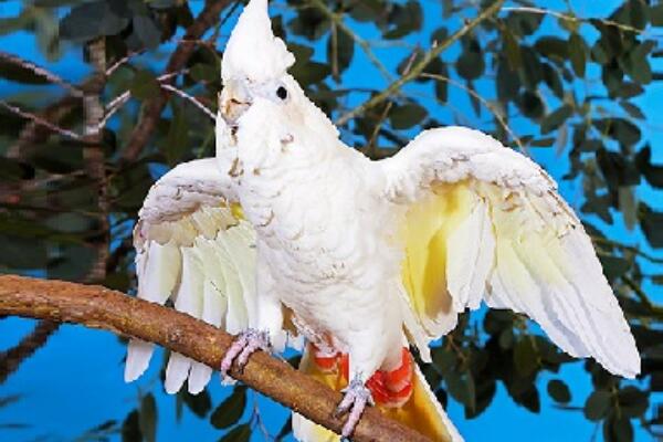 菲律宾凤头鹦鹉:肛门处长有红色斑块(会像羊一样咩叫)