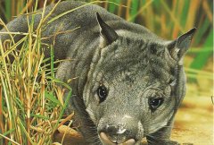 昆士兰毛鼻袋熊：1900年灭绝，饮食地点近(爱吃窝边草)