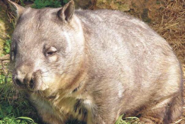 昆士兰毛鼻袋熊：1900年灭绝，饮食地点近(爱吃窝边草)