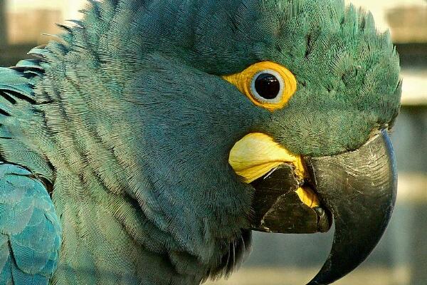 灰绿金刚鹦鹉:堪比成人手臂长的大型鹦鹉(最爱棕榈树果)