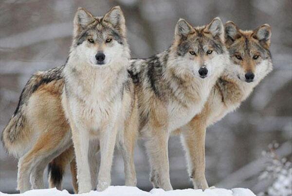墨西哥狼：北美最小狼，奔跑速度快(时速达65公里)