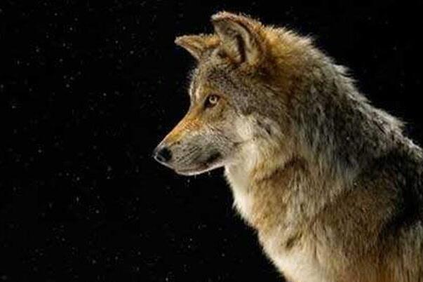 墨西哥狼：北美最小狼，奔跑速度快(时速达65公里)