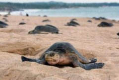 海龟中的最小：太平洋丽龟，背甲似方形(长仅60厘米)