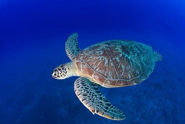 海龟中的最小：太平洋丽龟，背甲似方形(长仅60厘米)