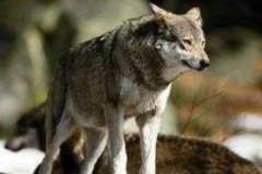福克兰群岛狼：已知唯一灭绝的犬科，毛色随气温变化