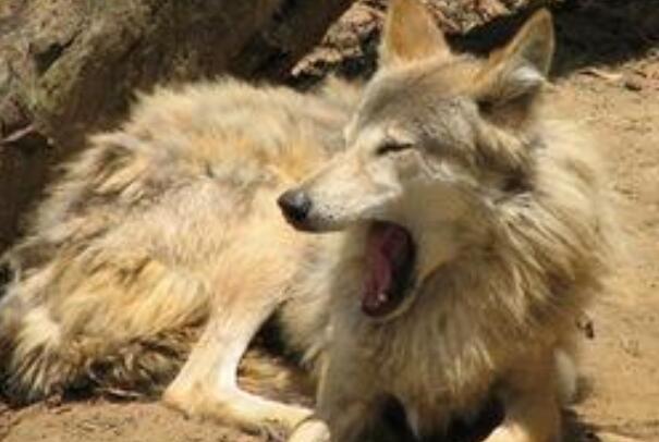 福克兰群岛狼：已知唯一灭绝的犬科，毛色随气温变化