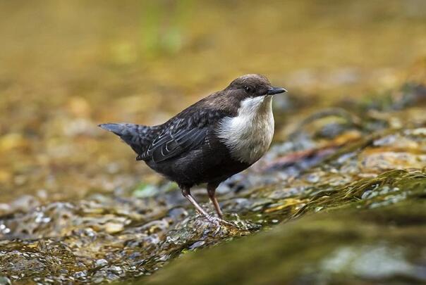 河乌：挪威国鸟，水上活动自如(水面浮游或水底潜走)