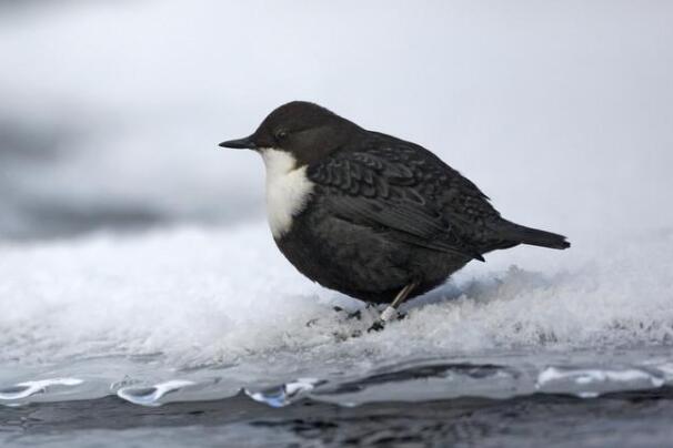 河乌：挪威国鸟，水上活动自如(水面浮游或水底潜走)