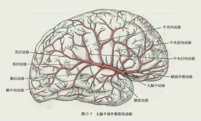 人类的大脑其实很可怕 不会感到疼痛还会自相残杀