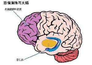 人类的大脑其实很可怕 不会感到疼痛还会自相残杀