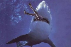 1993深圳鲨鱼吃人事件揭秘:男子消失防鲨网外(仅剩泳圈)
