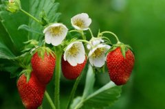 草莓的功效与作用：防治肠胃病等疾病(能够消暑解热)