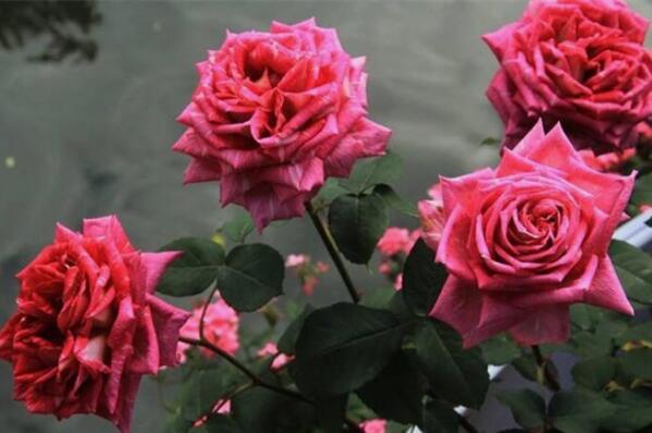 月季和玫瑰的区别：月季花花朵更大(玫瑰花更香)