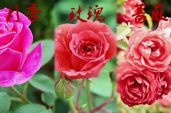 月季和玫瑰的区别：月季花花朵更大(玫瑰花更香)