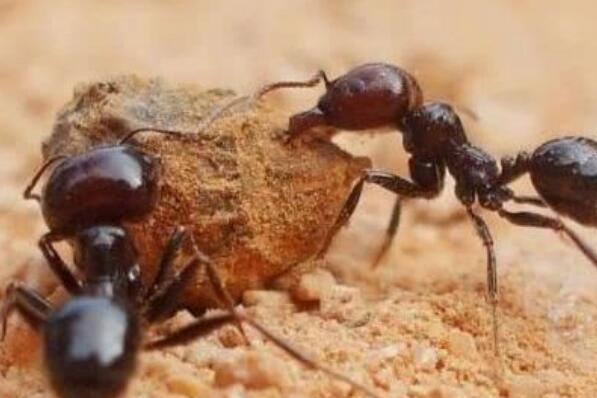 蚂蚁搬家要下雨的原因：蚂蚁对湿度变化感应灵敏