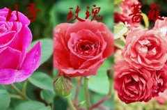 怎么区分月季和玫瑰：玫瑰只在夏天开一次花(月季开花不败)