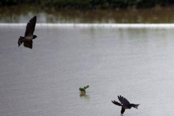 为什么燕子低飞要下雨：下雨前水汽增加只能低空飞行