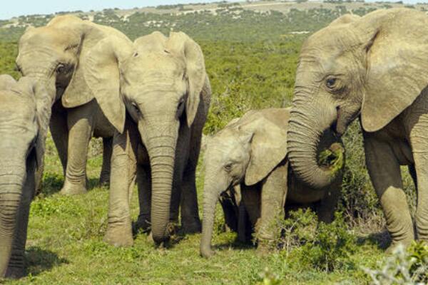 妊娠期最长的动物：大象怀孕22个月(小象生下就有120千克)