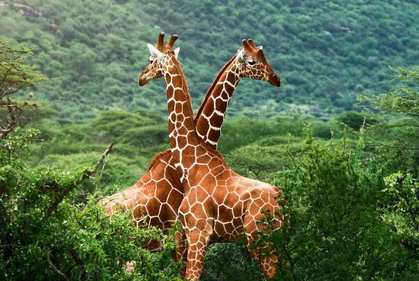 长颈鹿为什么站着睡觉：躺着睡觉不易站起(无法面对危险)