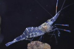 幽灵虾是什么生物 通体透明能看到内脏(日本常拿来做寿司)