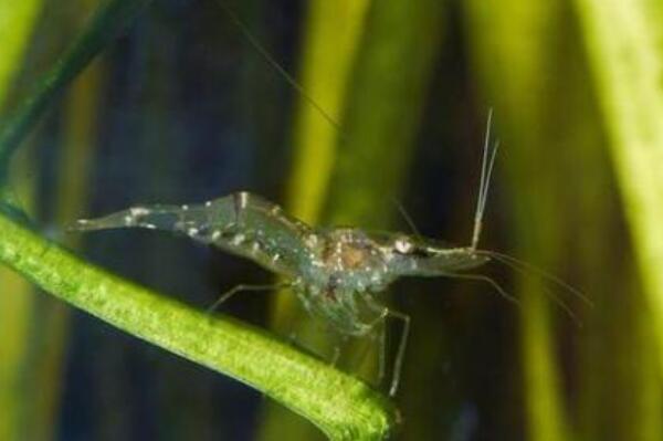 幽灵虾是什么生物 通体透明能看到内脏(日本常拿来做寿司)