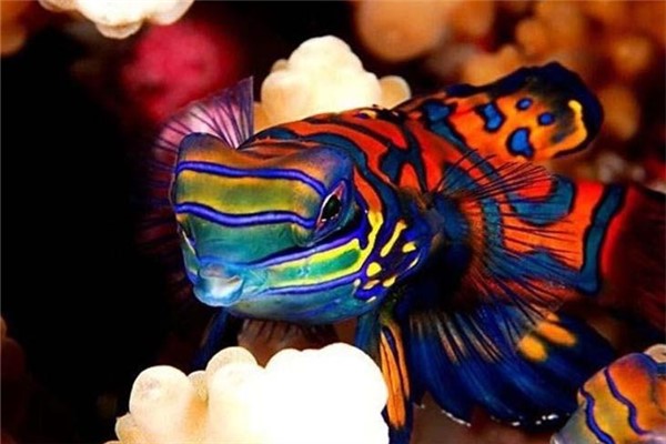 世界上最好看的鱼：青蛙鱼颜色五彩缤纷（极难人工饲养）