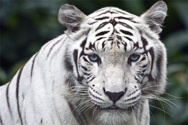 世界上最好看的动物：力量与美感结合的白虎（刚柔并济）