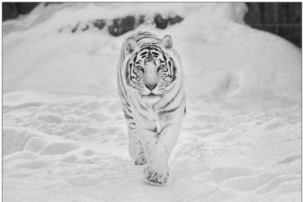 世界上最好看的动物：力量与美感结合的白虎（刚柔并济）