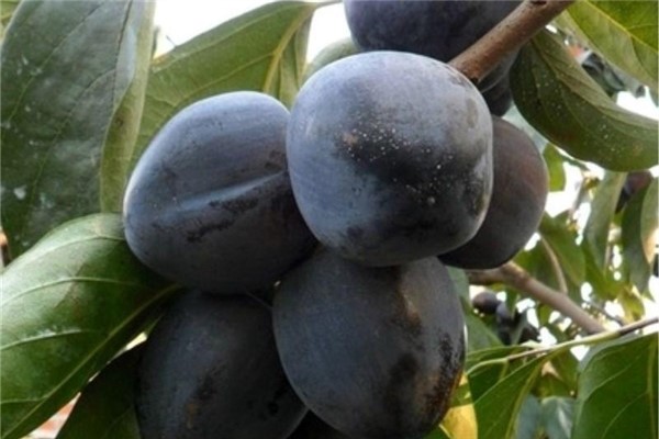 世界上最奇特的水果：内外皆黑色的巧克力柿子（营养高）