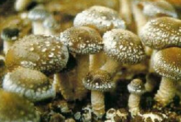 世界最大的生物:密歇根蜜环菌，占地约37公顷