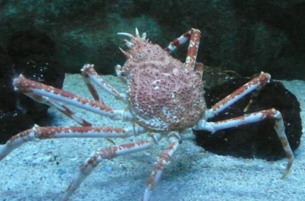 世界上最大的螃蟹：杀人蟹，蟹足长2.5-3米(蜘蛛蟹)