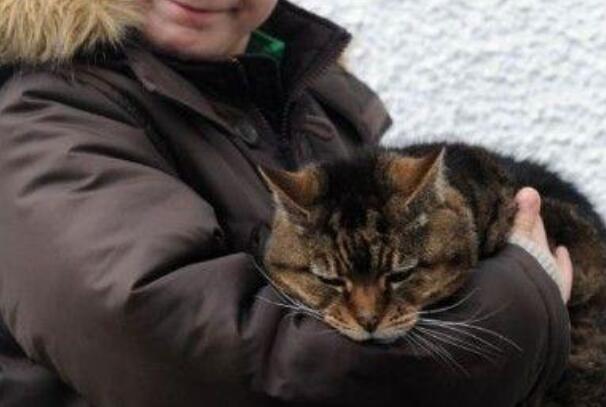世界上活得最久的猫：露西，39岁(英国南威尔士)