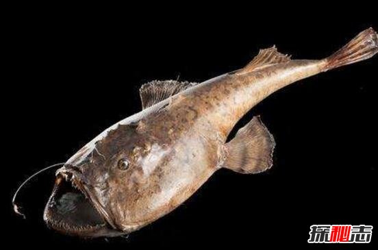 世界上最丑的鱼 鮟鱇鱼很丑但是很美味(内脏可壮阳)